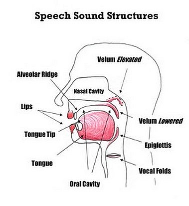 Tongue Placement Chart