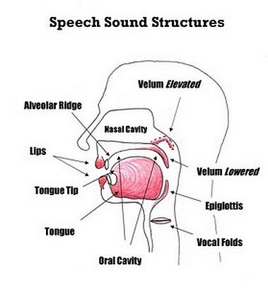 Speech Sound Production Chart